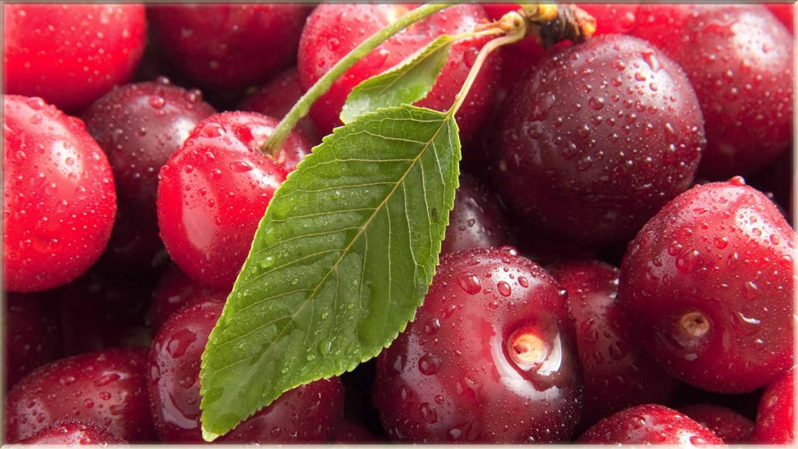 15 Wallpaper Cantik Gambar  Buah Cherry Segar www buahaz com