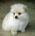 Anjing pomeranian