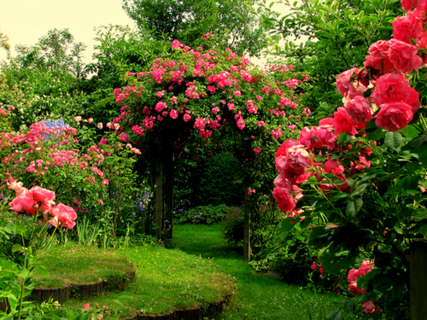 Rose Flower Garden - Flower HD Wallpapers, Images, PIctures, Tattoos
