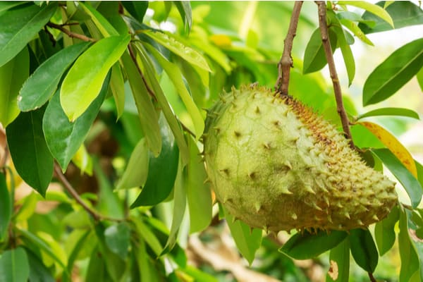 Khasiat Daun Durian Belanda