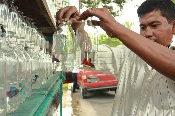 PENJUAL IKAN CUPANG