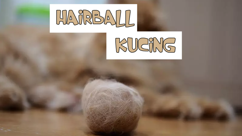 Hairball pada Kucing - Zaazza Cat House
