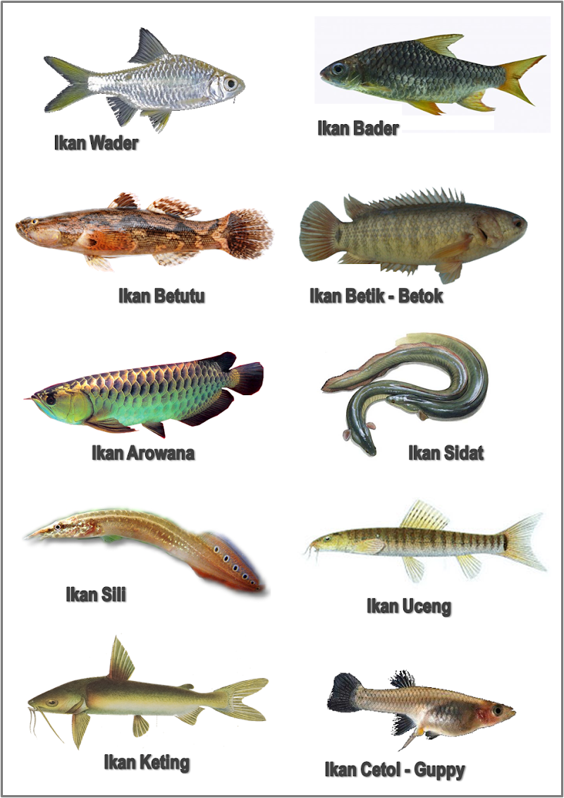 Konsep Populer Nama Nama Ikan Tawar, Yang Terbaru!