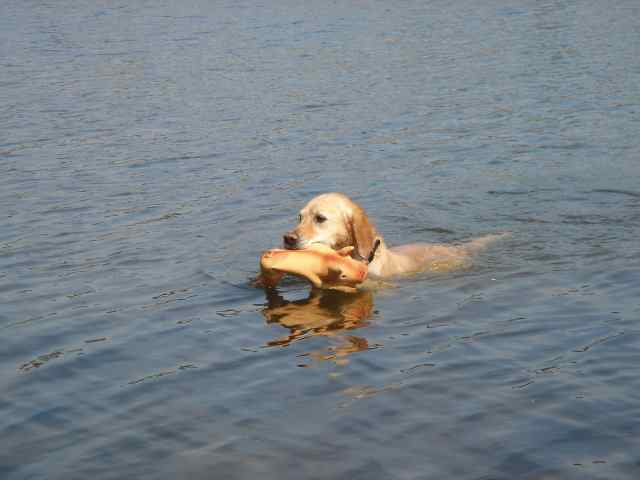 Golden Retriever water retrieval