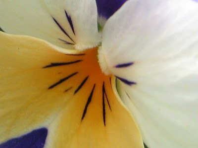 common garden flowers.