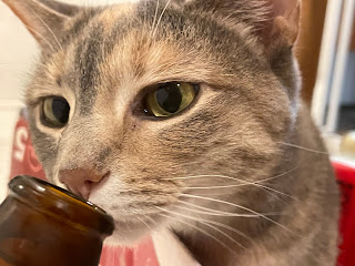 Cat Henrietta the Horrid sniffing at a bottle of Caramel Pumking.