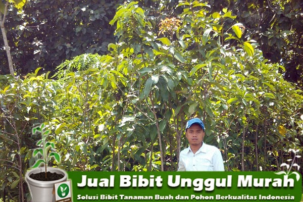 Jual Bibit Jambu Jamaika Murah unggul