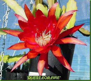 Epi Quest for Fire