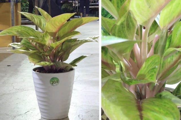 แก้วกาญจนา พันธุ์ทองอำพัน Aglaonema hybrid Ambergold ลูกผสมพันธุ์ใหม่