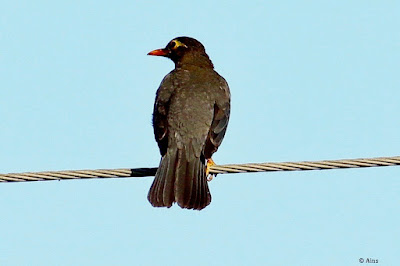 "Indian Blackbird perched on a wire,with and orange beak, and glossy black feathers."