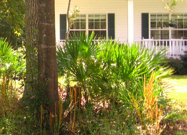 Central Florida Landscape Plants