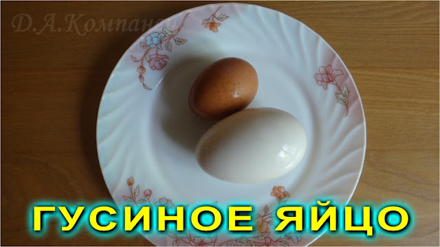  Гусиные яйца