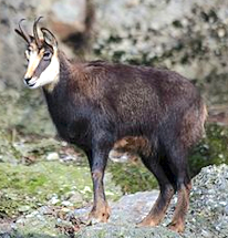 https://fr.wikipedia.org/wiki/Chamois