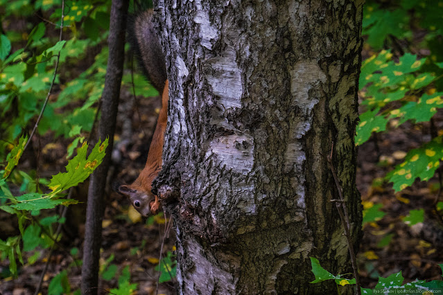 Белка на дереве с орешком в зубах
