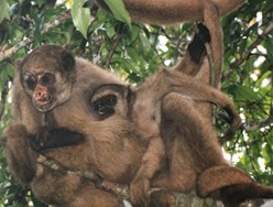 muriqui (Brachyteles hypoxanthus)