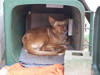 Linda y sus cachorros, Protectora Amalos