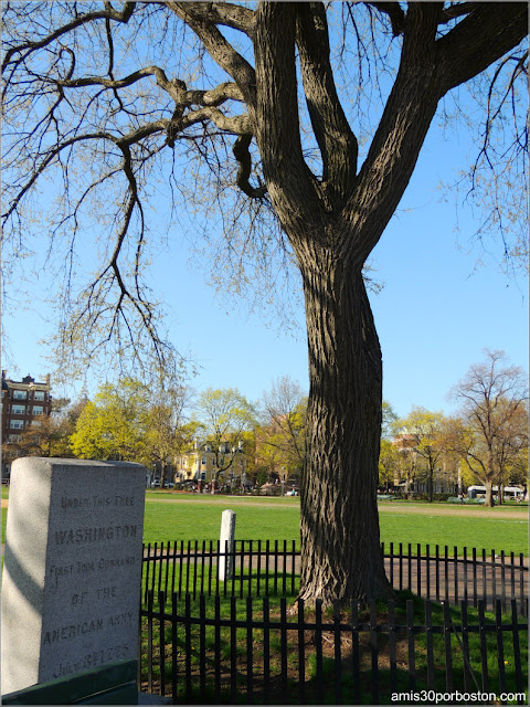 Árbol Histórico del Cambridge Common