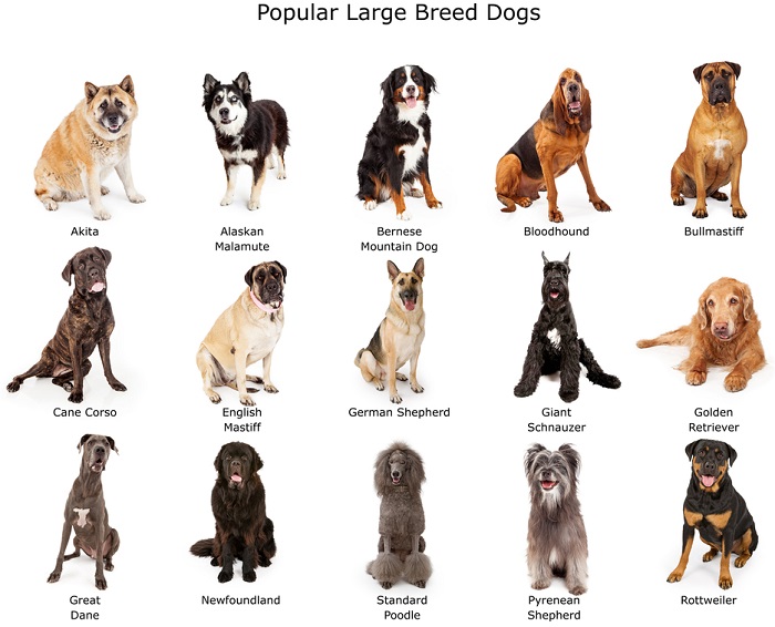 Popular Large Size Breed Dogs