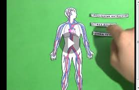 http://educacion.practicopedia.lainformacion.com/ciencias-naturales/como-funciona-el-aparato-circulatorio-2392