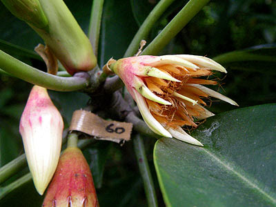 Tumu Merah (Bruguiera gymnorhiza)