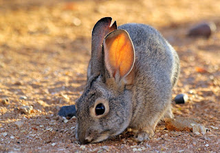Rabbit photography