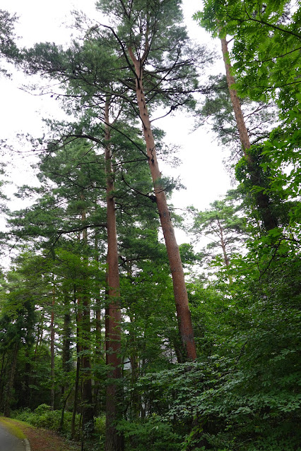鳥取県西伯郡伯耆町丸山　赤松の森道