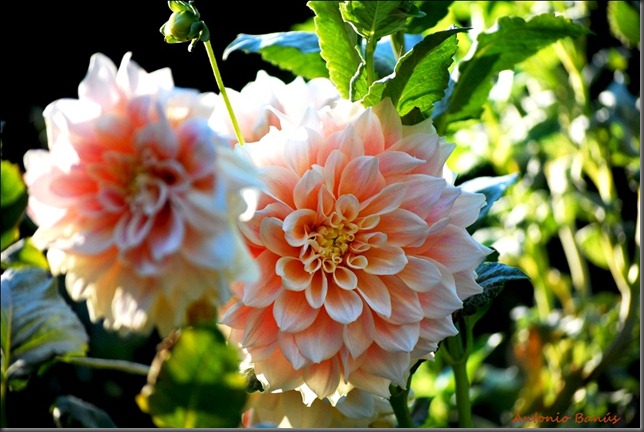 4 DSC_6326x1