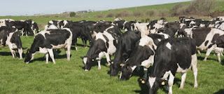 Cattle feeding on grass (Credit: oilprice.com) Click to Enlarge.