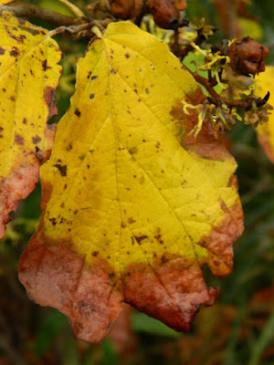 Hamamelis virginiana common witch hazel autumn foliage at the Toronto Botanical Garden by garden muses-not another Toronto gardening blog