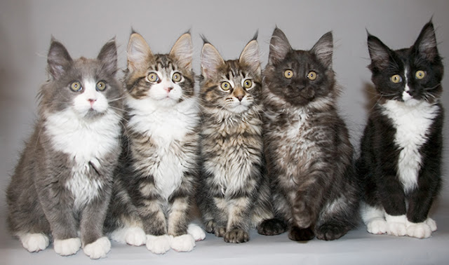 É a raça de gato considerada a maior de todas entre os gatos domésticos.   Seu tamanho avantajado e sua docilidade deram-lhe o apelido de gigante gentil. Além do tamanho, ele se destaca por ter tufos de pelos nas orelhas que lhe dão a aparência de um lince e uma cauda semelhante a de guaxinim.