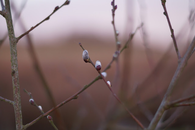 magical spring walk in norfolk countryside 