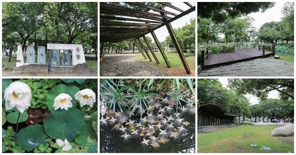 台中北屯|景賢公園|白荷花池|穗花棋盤腳|生態豐富綠意盎然