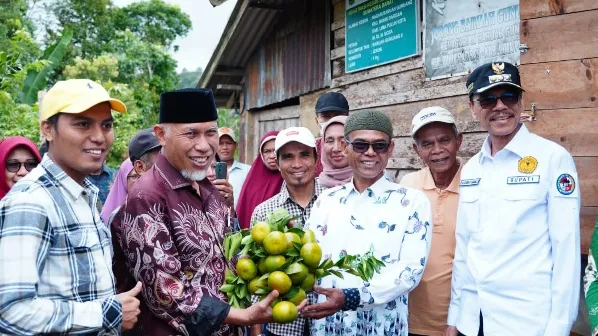 Sikapi Turunnya Produksi Jeruk,  Mahyeldi - Safaruddin Kompak Jemput Bola