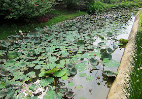 lotus flower bed on water canal