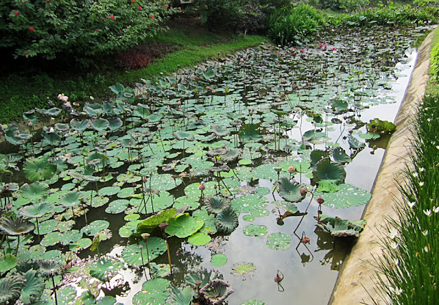 lotus flower bed on water canal