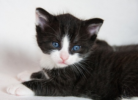 Beautiful Black & White Cat Picture