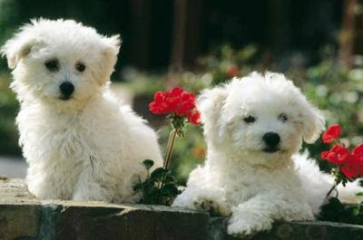 Bichon Frise Puppies Pictures