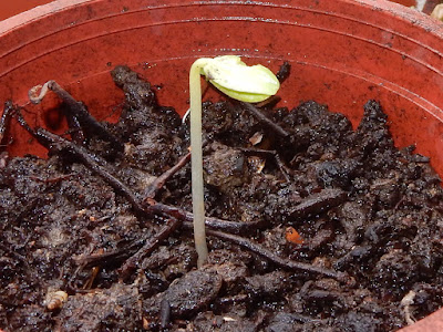 小黃瓜的芽