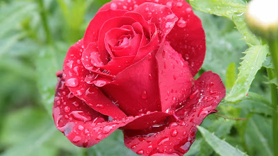 red purls rose wallpaper