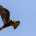 Marsh Harrier Flying