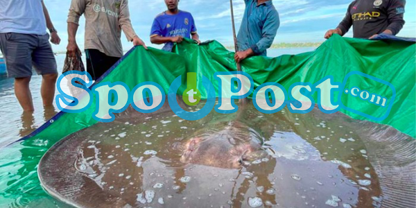  5 Ikan Air Tawar Terbesar di Dunia