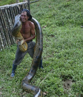 captured anacondas