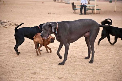 Meet Giant George, the World’s Tallest Dog