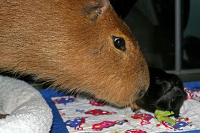 Caplin Rous, World's Most Famous Capybara Seen On www.coolpicturegallery.us