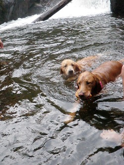 Dogs Trekking 3 (211)