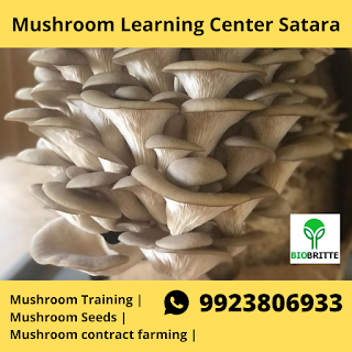 Mushroom Training Center Satara