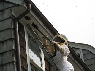 Rob Deichert removing honey bees