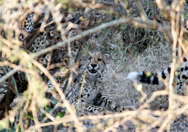 Cheetah - Kruger National Park - South Africa