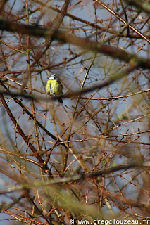 La mésange bleue (Cyanistes caeruleus)