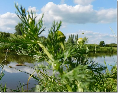 8 pineapple weed